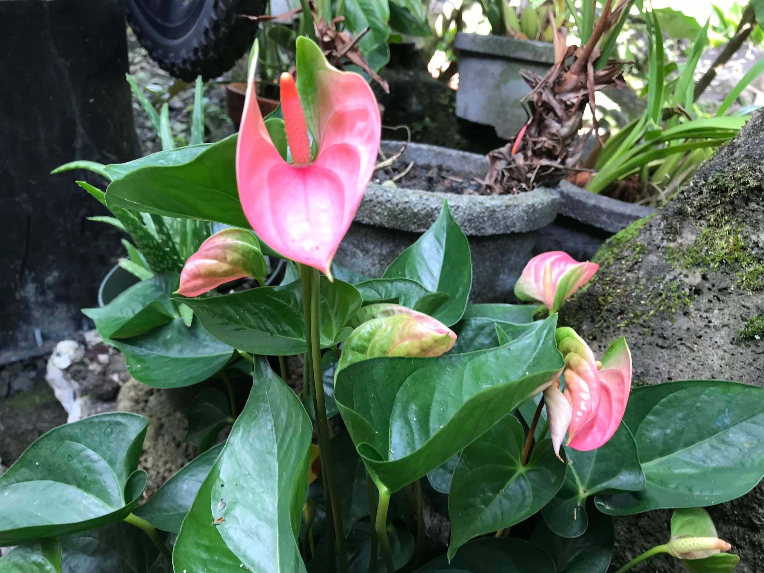 Home in Hilo · ★5.0 · 1 bedroom · 2 beds · 1 private bath - Image 63