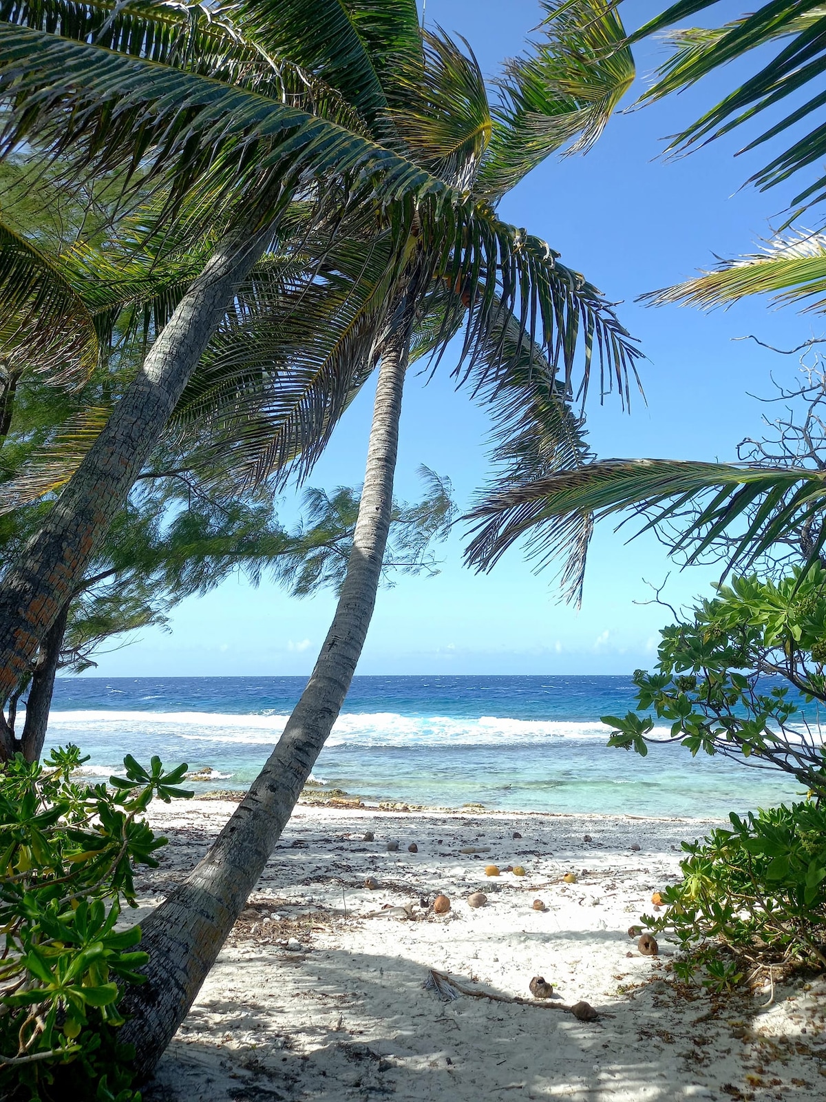 Tall palm trees frame a sandy path leading to a tranquil beach. The ocean is visible in the background, showcasing shades of blue and green, while gentle waves lap against the shore. Lush greenery adds a natural element to this serene coastal scene.
