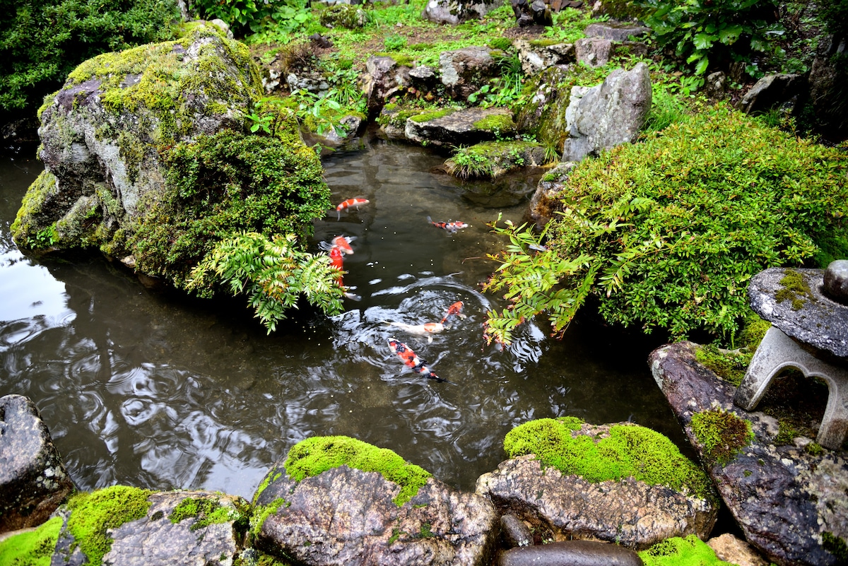 Y2] A good old Japanese house with a pond with colorful carp, a