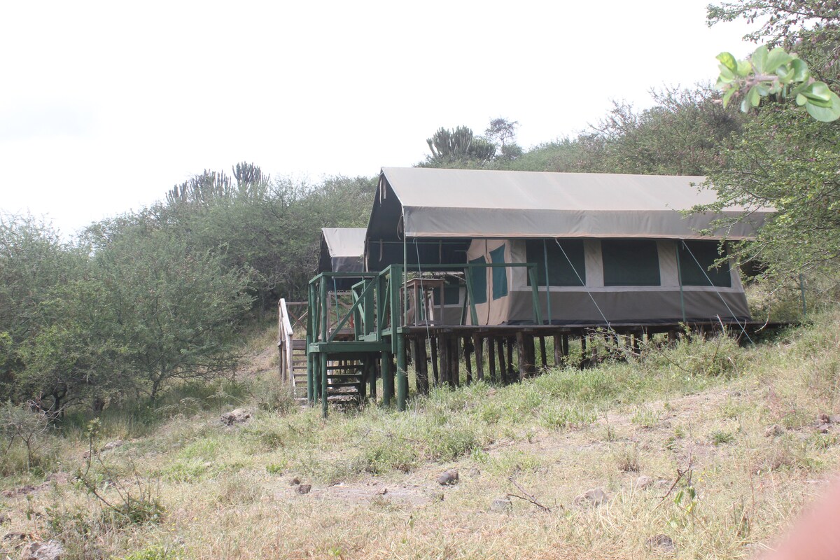 A spacious tented structure is elevated on wooden stilts, surrounded by lush greenery. The tent features a covered porch area with wooden railings, blending seamlessly with the natural environment. The landscape includes dry grass and scattered shrubs, highlighting the outdoor setting.