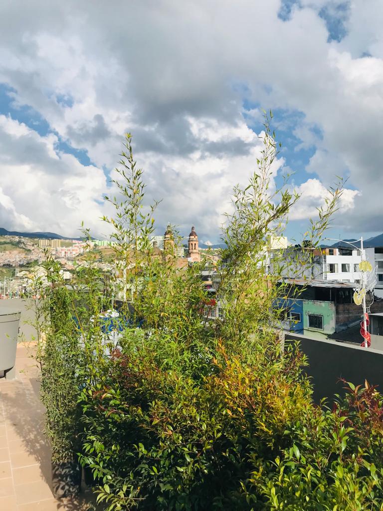 A rooftop view showcases a lush arrangement of tall green plants, framing the horizon. In the background, a charming clock tower is visible amidst a scenic urban landscape, with a mix of buildings and clouds that add depth to the view.