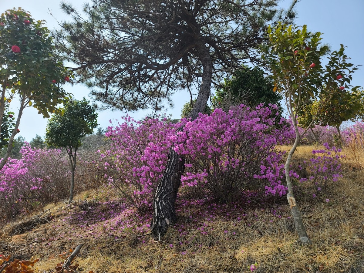 Vibrant clusters of pink flowers are seen blooming amidst a landscape of golden grass and greenery. A tall tree provides shade over the blossoming plants, creating a serene natural setting. The image captures the essence of a peaceful outdoor area.