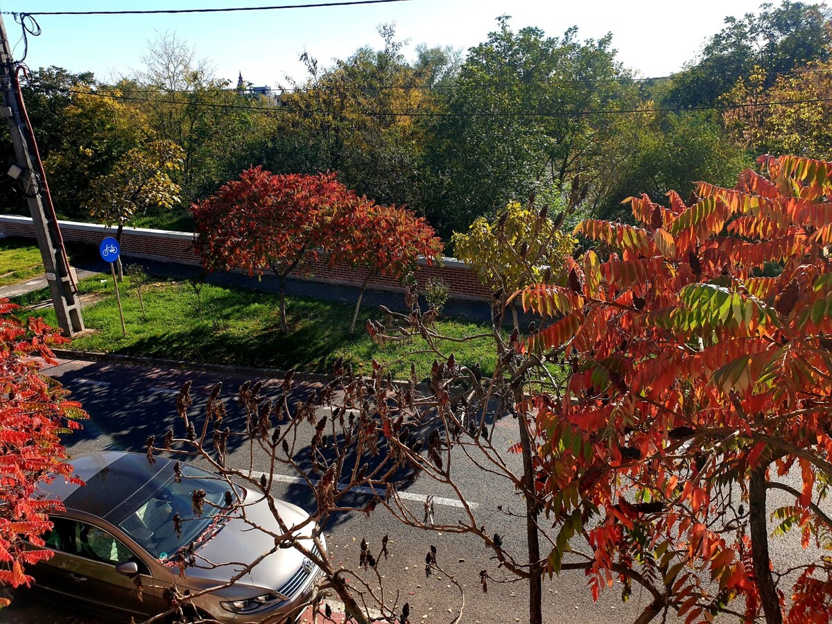 A view of a tree-lined street is captured, showcasing vibrant red and orange foliage against a backdrop of green grass and distant trees. A parked car is visible along the edge of the road, and the scene is bathed in natural sunlight.