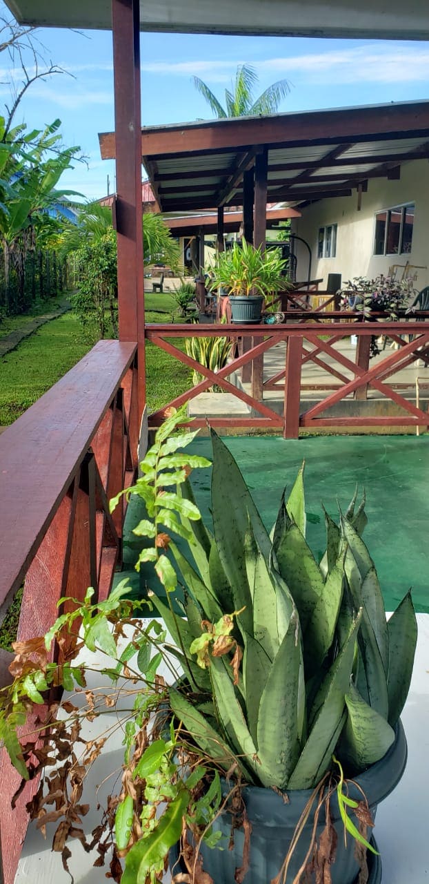 A green pathway is bordered by potted plants, including tall, succulent varieties. Sections of the pathway lead to connected outdoor areas, featuring wooden beams and shaded spaces. The surrounding greenery adds a natural touch to the setting.