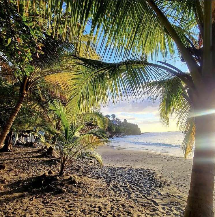 The image captures a serene beach scene framed by palm trees. Soft sand leads to gentle waves lapping at the shore, with a backdrop of lush greenery and distant cliffs. Sunlight filters through the leaves, creating a calming atmosphere.