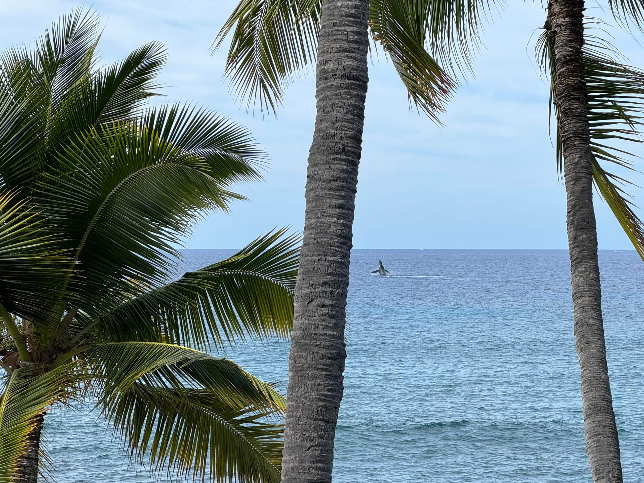 Condo in Kailua-Kona · ★5.0 · 2 bedrooms · 2 beds · 2 baths - Image 37