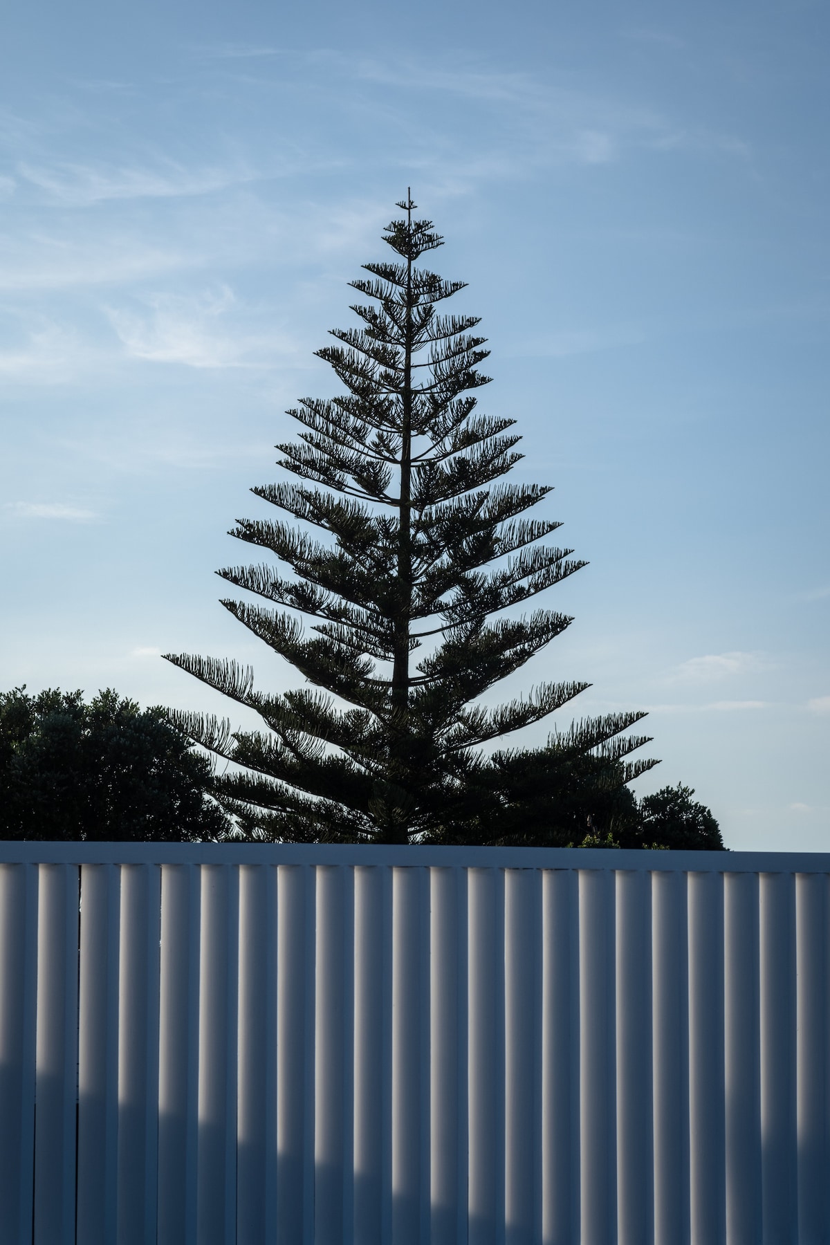A tall coniferous tree stands prominently against a clear blue sky. Its symmetrical branches extend outward, creating a striking silhouette above a textured white fence. Soft natural light enhances the tree's shape, contributing to a serene outdoor environment.
