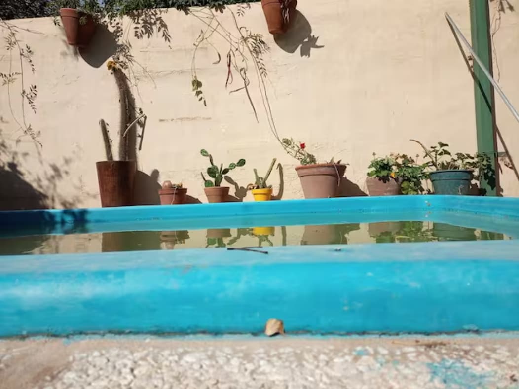 A small pool is framed by a vibrant blue edge, surrounded by various potted plants on a sunlit patio. The garden features cacti, leafy greenery, and terracotta pots, creating a calm and inviting outdoor space.
