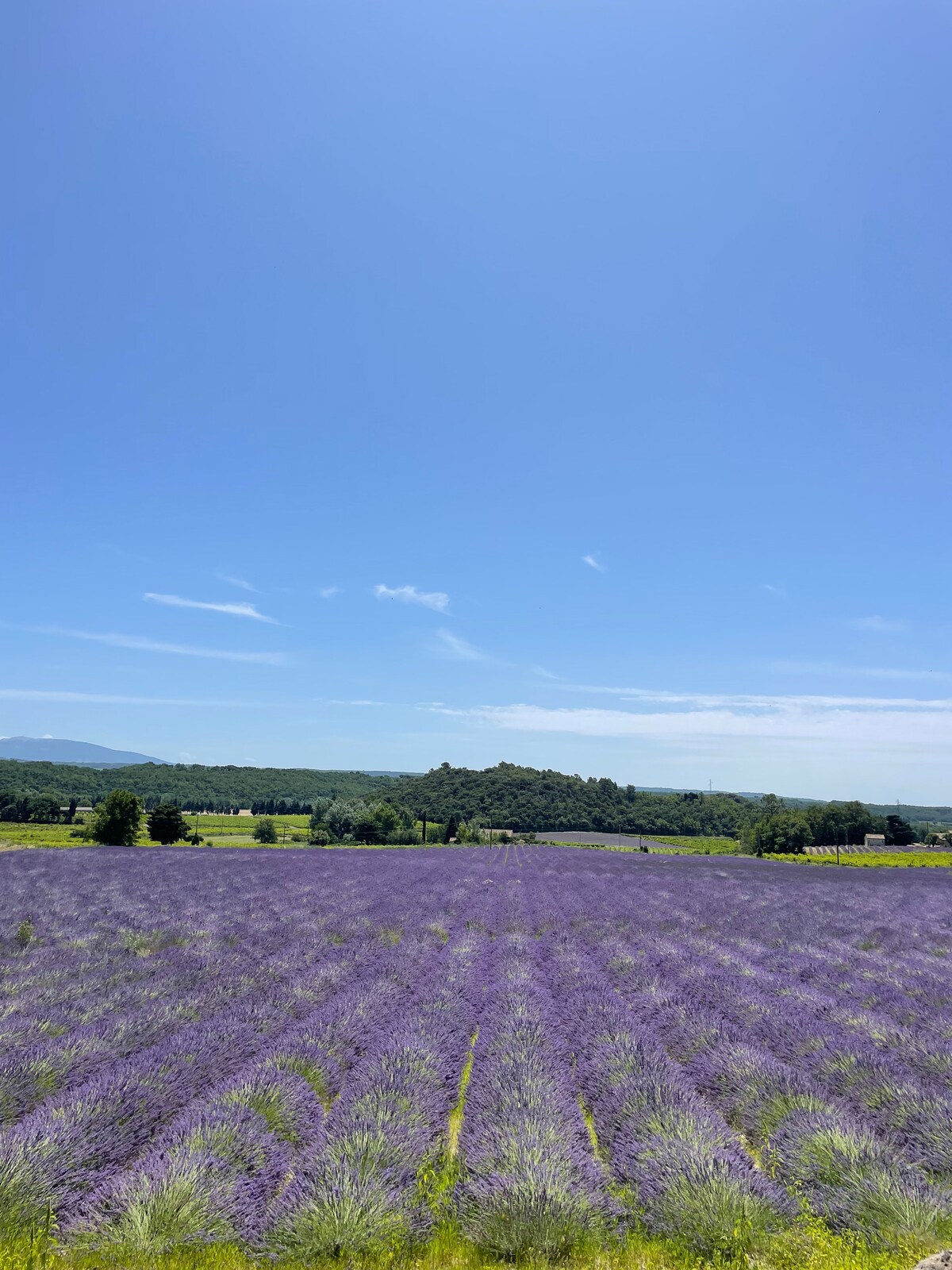 Expansive fields of purple lavender stretch under a clear blue sky. Rolling hills in the background add depth to the serene landscape. The vibrant colors of the lavender contrast beautifully with the green fields, creating a tranquil scene characteristic of the Provence region.