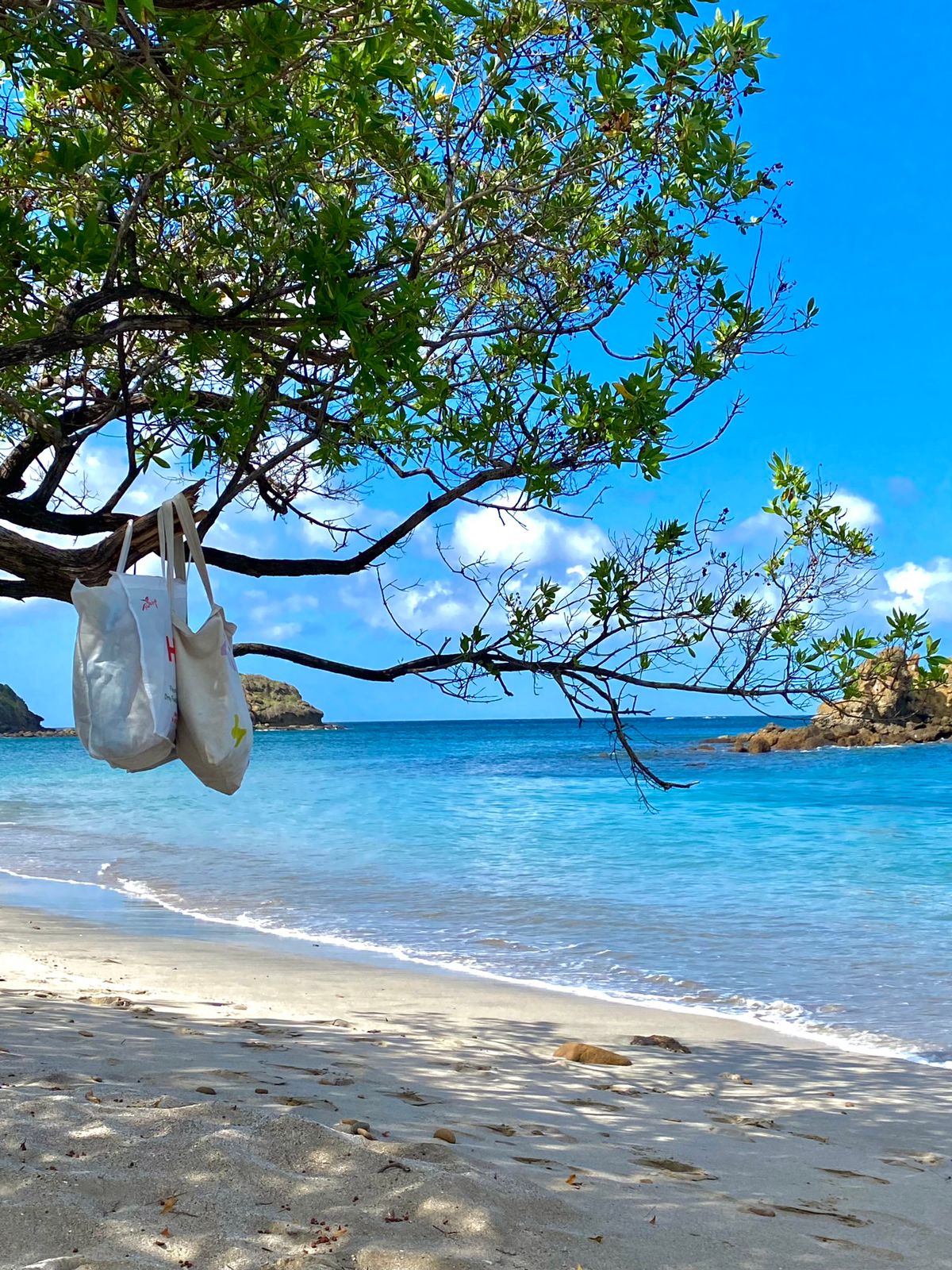 Two bags are hanging from a tree branch, with the beach and calm blue water in the background. Soft sand stretches along the shoreline, while gentle waves lap at the beach. Lush greenery frames the scene, creating a serene coastal atmosphere.