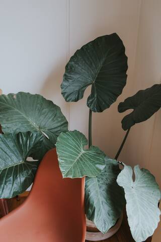 Charming 2 BR apartment in Condesa gallery image 3