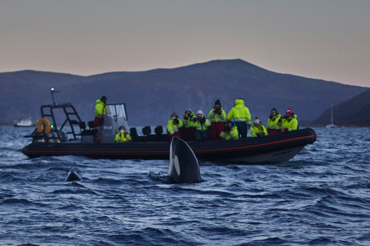 A group of people, clad in bright yellow jackets, is observed on a motorboat amidst calm waters. A dark-colored orca is partially visible near the surface of the water, with mountainous terrain in the background under a twilight sky.