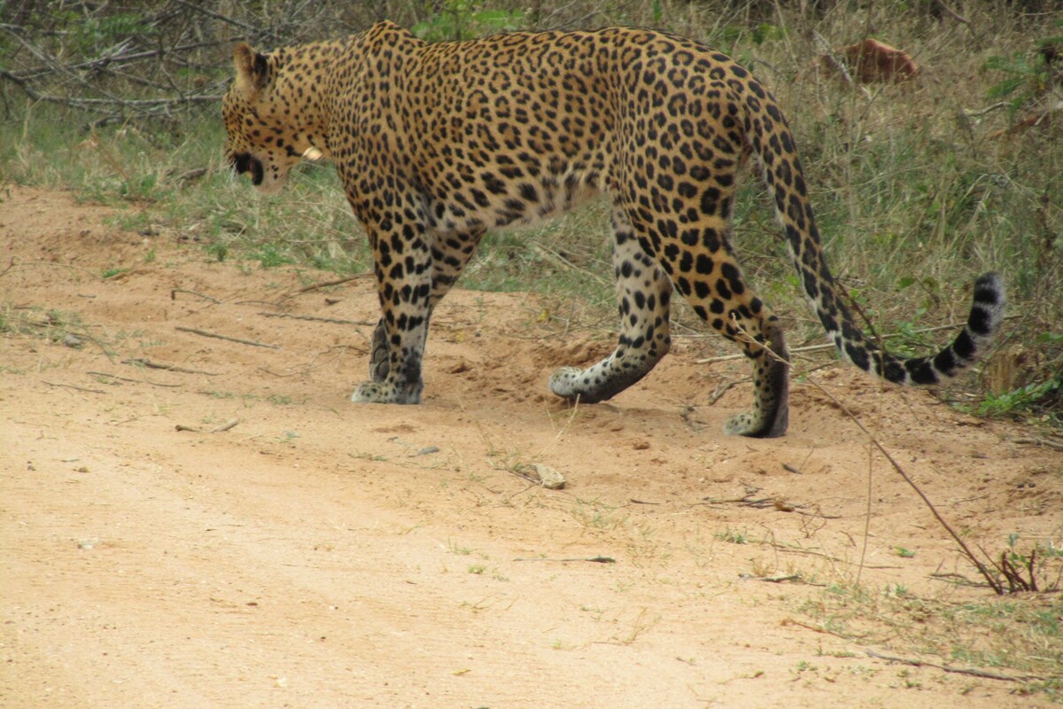 A Sri Lankan leopard is captured mid-stride on a sandy path in the wilderness. Its distinctive coat is marked with black rosettes against a golden background, blending into the surrounding grass. The setting conveys a sense of natural habitat, emphasizing the tranquility and wildlife of Yala National Park.