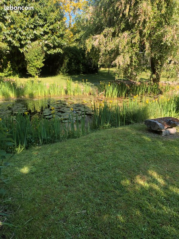 A serene garden area is presented, featuring a tranquil pond surrounded by lush greenery. Tall grasses and yellow flowers frame the water, while lily pads float gently on the surface, creating a calm and natural atmosphere.