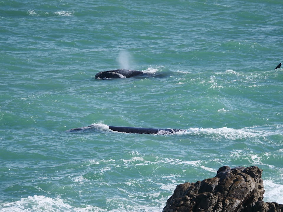 A white villa above Walker Bay's whale coast, De Kelders, Western Cape, South Africa, photo 10 of 10