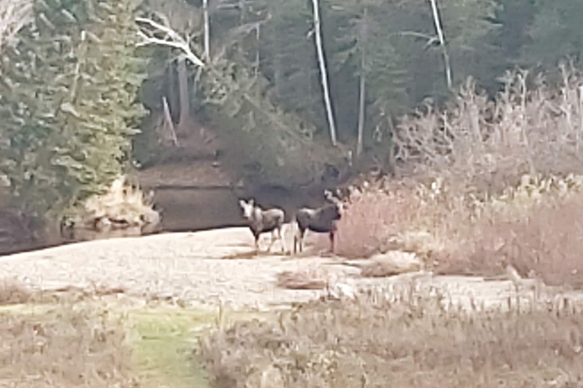 Two moose stand among the sparse vegetation near a calm riverbank. Surrounding trees provide a natural backdrop, while the ground is covered with a mix of gravel and grass. The peaceful scene captures the essence of wildlife in the area.