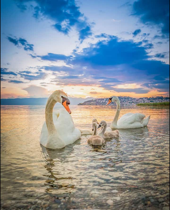 Apartments Stela Rosa - Ohrid - オフリド