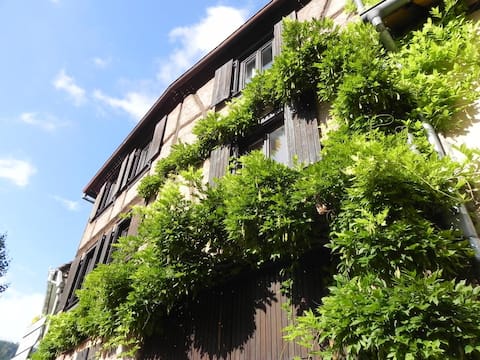 Nid douillet, Alsatian vineyard