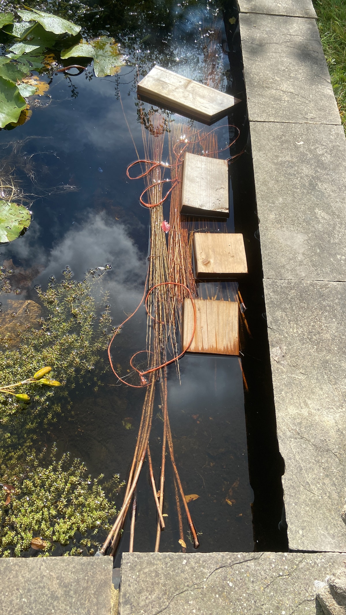 A serene garden pond reflects the sky, featuring wooden boards placed atop submerged reeds. Natural greenery surrounds the water's edge, enriching the scene with a calm and tranquil atmosphere.