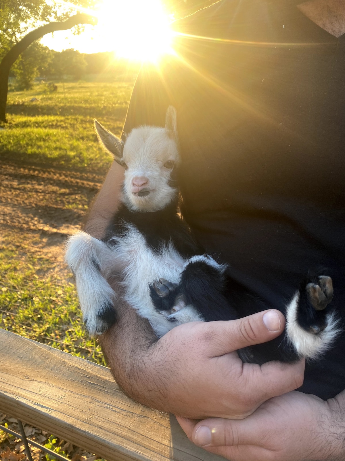 A small black and white goat is cradled in the arms of an individual. The setting sun casts a warm glow in the background, illuminating the goat's features and creating a serene outdoor atmosphere. Lush green grass and a dirt path are visible beyond them.