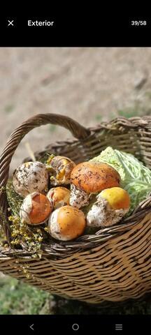 El Racó dels Mussols 2 gallery image 4