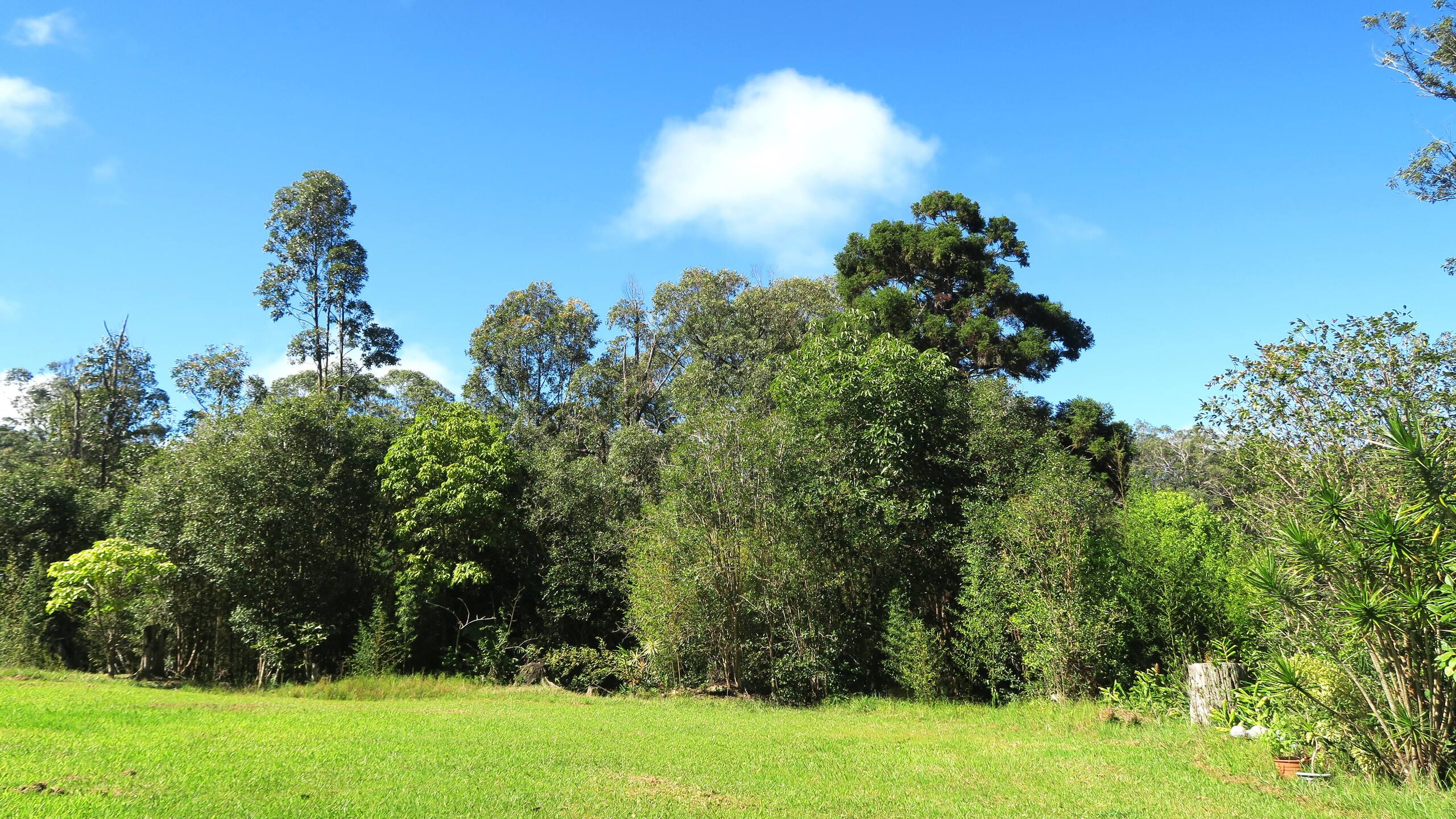 Home in Honokaa · ★4.95 · 3 bedrooms · 4 beds · 2 shared baths - Image 71