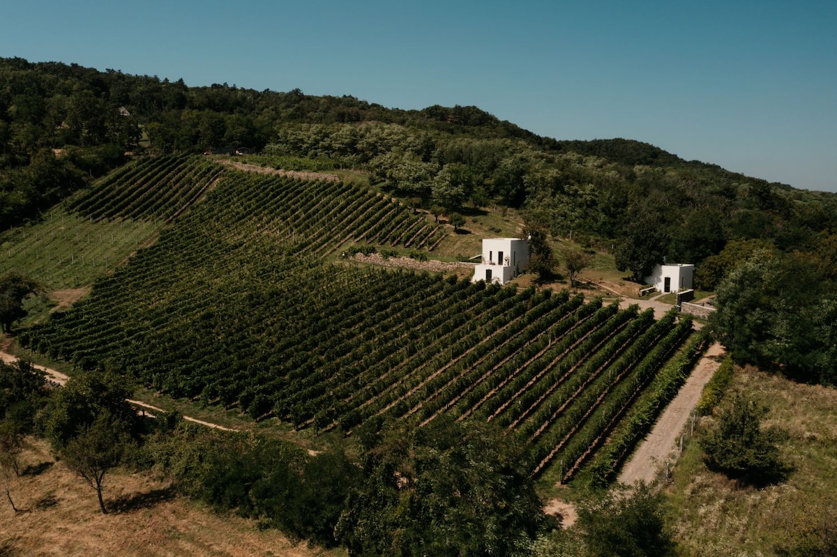 Aerial view of the vineyard displaying rows of grapevines extending across gentle slopes. Two guest houses are positioned at a distance from each other, surrounded by greenery. The landscape is complemented by a clear sky and rolling hills in the background.
