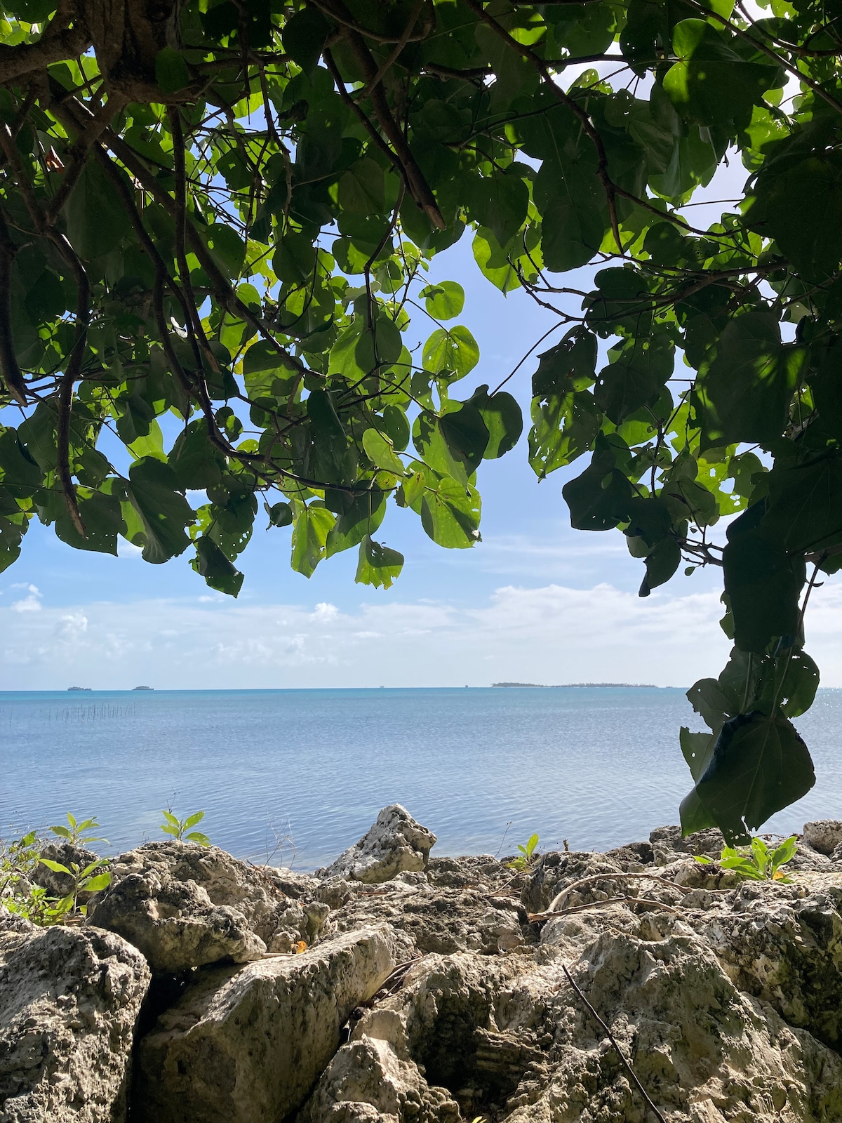 A serene view of calm water is framed by lush green leaves and rocky shoreline. The horizon showcases gentle waves under a clear sky, hinting at excellent opportunities for kayaking nearby. The image captures a peaceful and inviting natural environment.