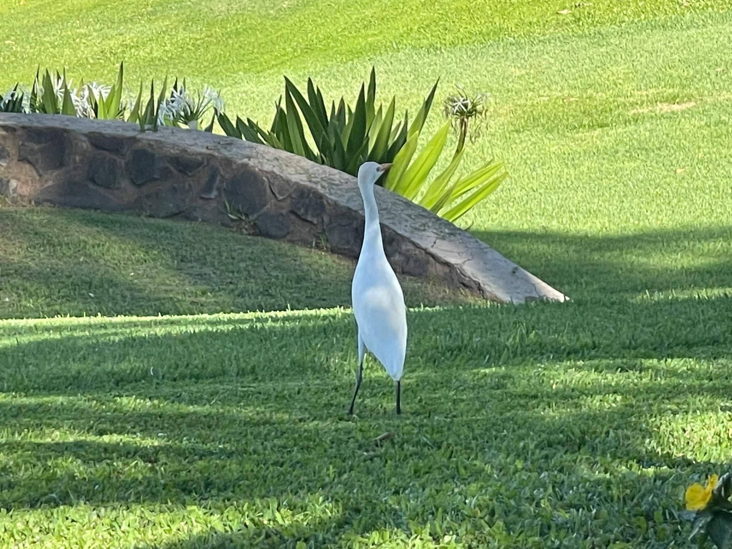 Condo in Kihei · ★5.0 · 1 bedroom · 2 beds · 2 baths - Image 64