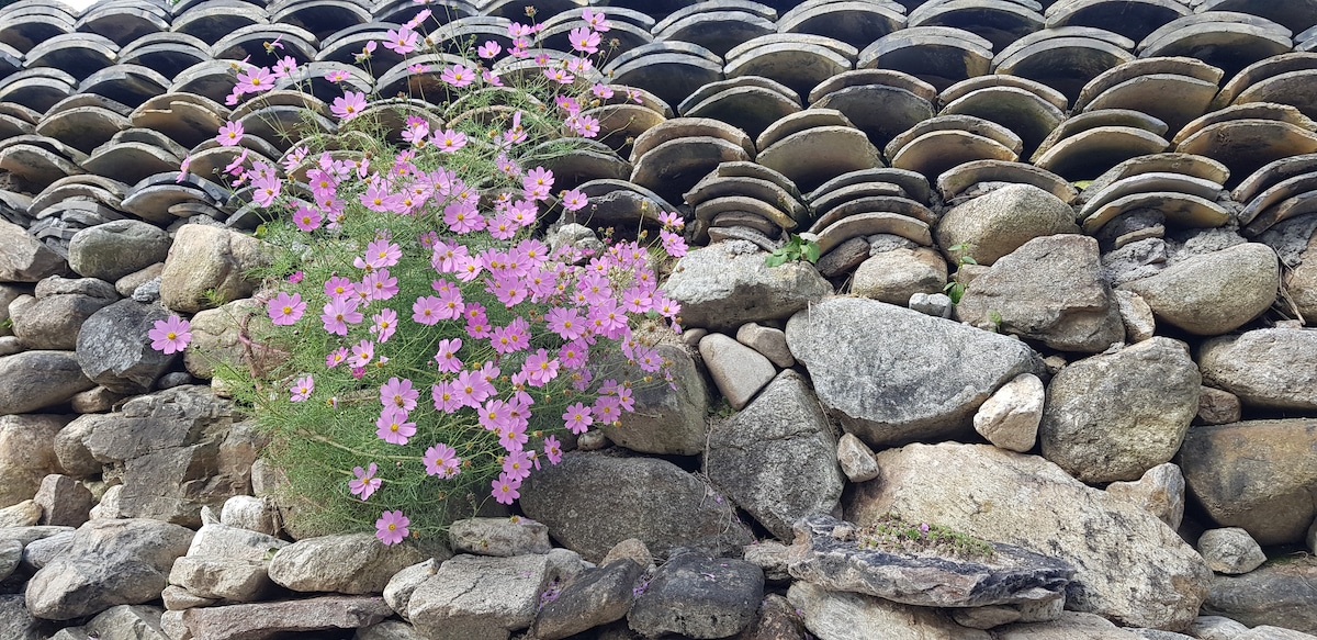 A cluster of vibrant pink flowers grows amidst a rustic stone wall. The wall is composed of assorted rocks and stacked tiles, providing a natural backdrop that enhances the floral display.