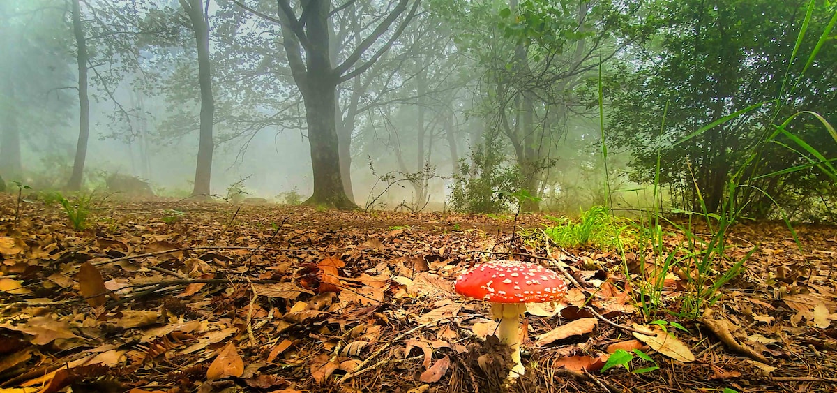 A vibrant red mushroom with white spots is positioned on a bed of brown leaves, surrounded by lush green grass. A misty forest is visible in the background, where tall trees create a serene, shaded environment.