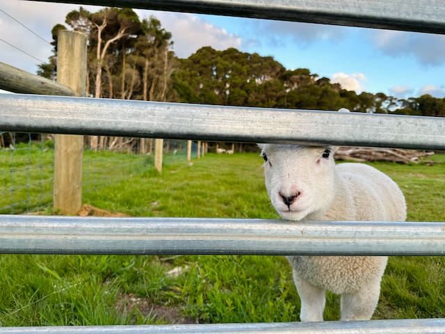 PepperTree Farm Stay gallery image 4