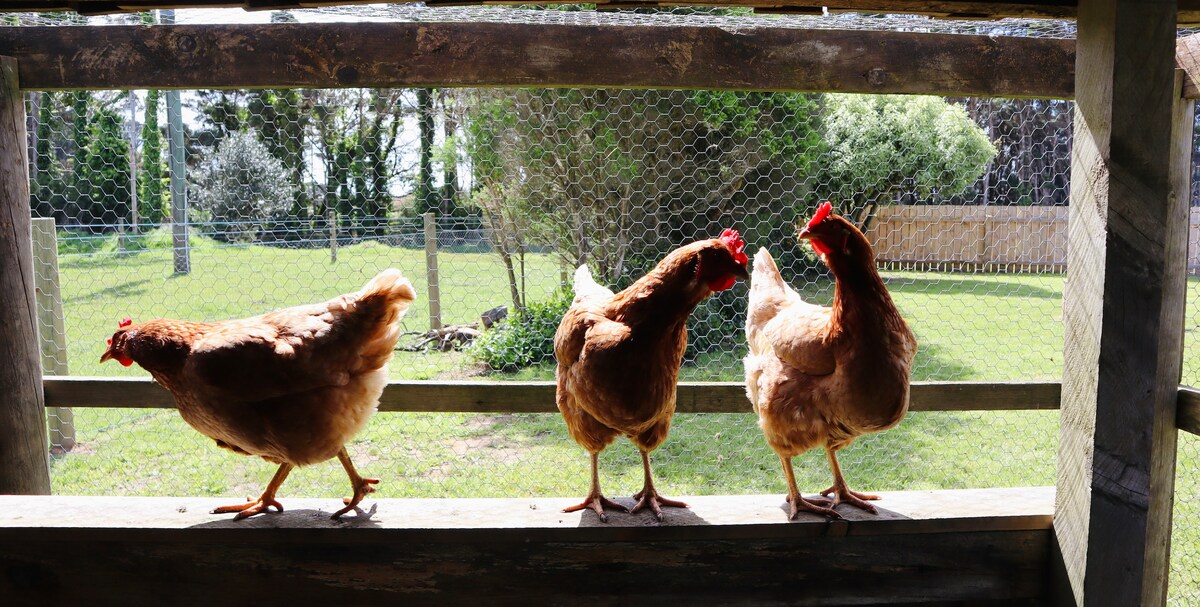 Three chickens are perched on a wooden railing, with a backdrop of greenery and trees visible through a wire fence. The chickens exhibit a reddish-brown plumage, and the surrounding yard is well-maintained, featuring grass and leafy plants.