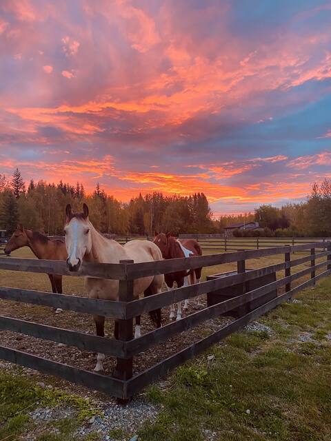Alaskan Stable View Cottage #A: Gold Dream Inn