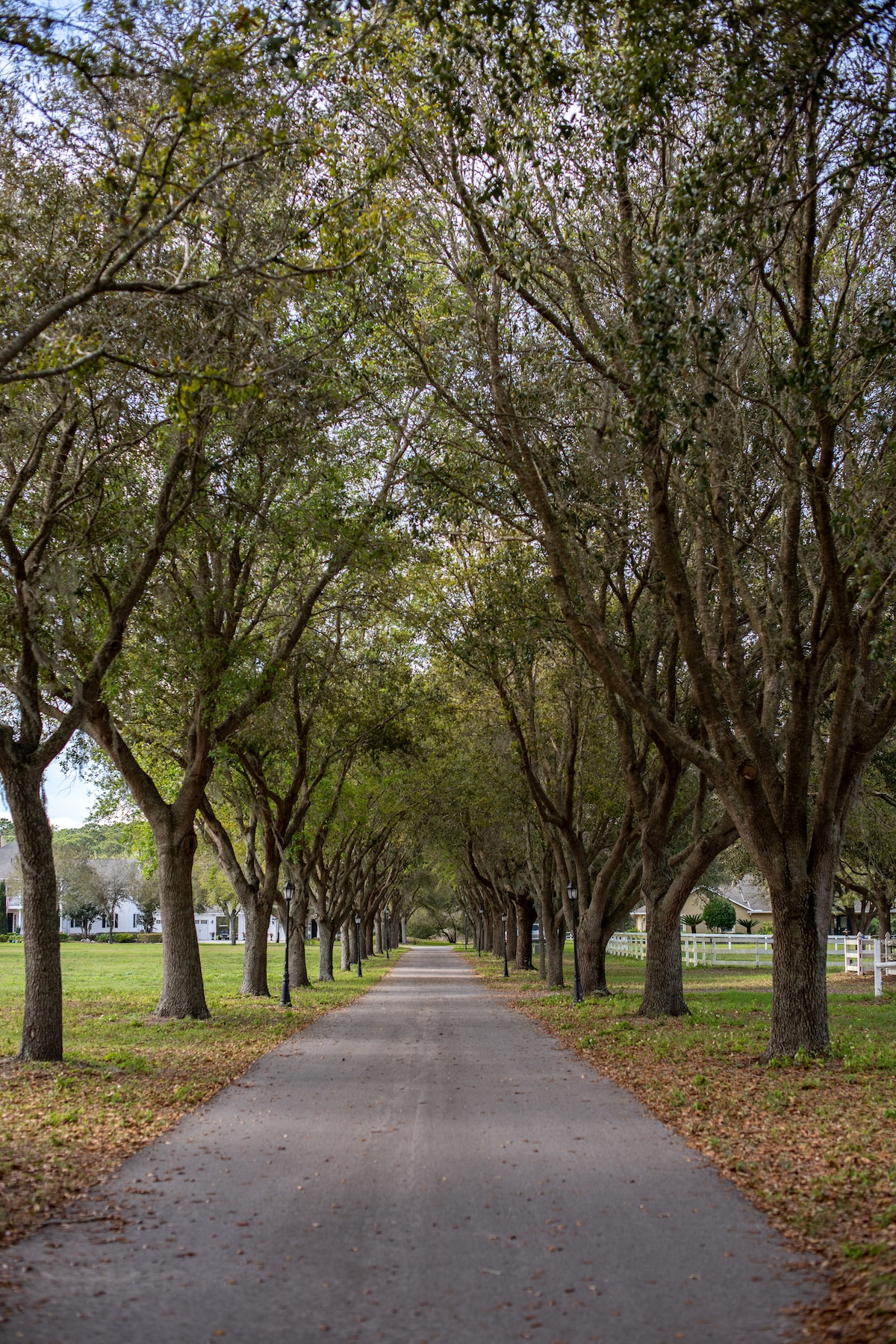 A tree-lined pathway stretches into the distance, flanked by greenery and gently swaying branches. The ground is covered with fallen leaves, creating a natural carpet along the driveway leading towards the charming property.