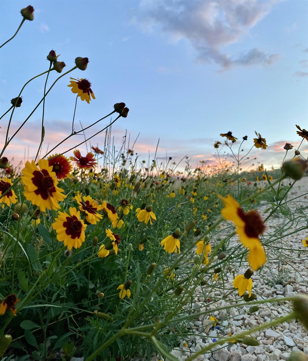 A vibrant field of wildflowers stretches across the foreground, featuring yellow and red blossoms swaying gently in the breeze. The sky above is painted with soft hues of orange and blue, capturing the peaceful ambiance of a sunset.
