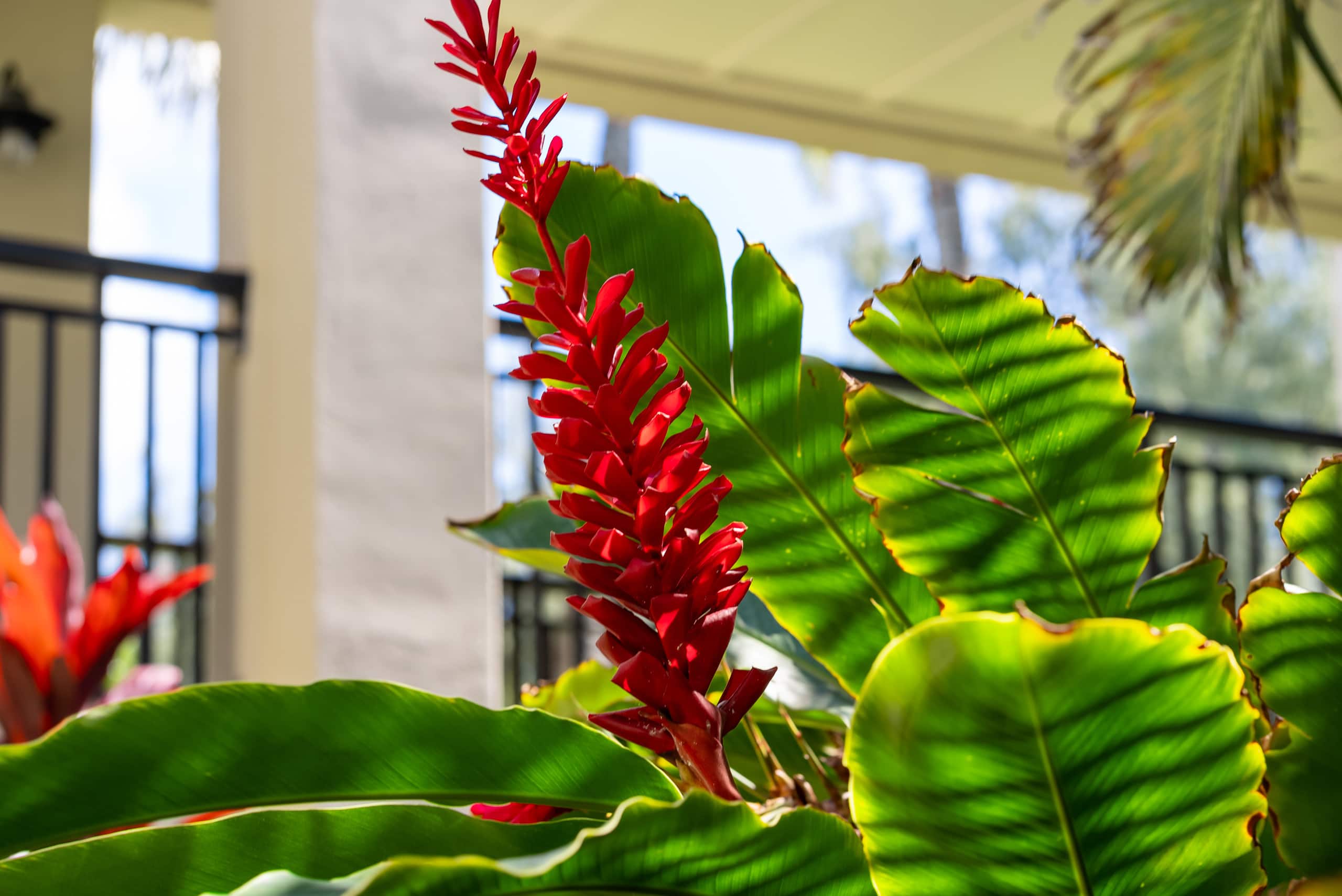 Villa in Kahuku · ★5.0 · 4 bedrooms · 4 beds · 2 private baths - Image 64