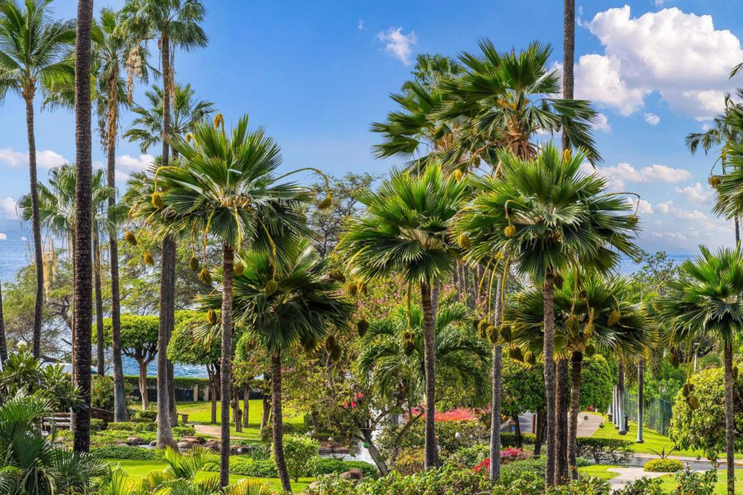Condo in Kihei · ★4.99 · 1 bedroom · 1 bed · 2 private baths - Image 79