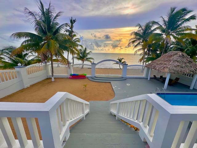 The Coastal Lion gallery image 3