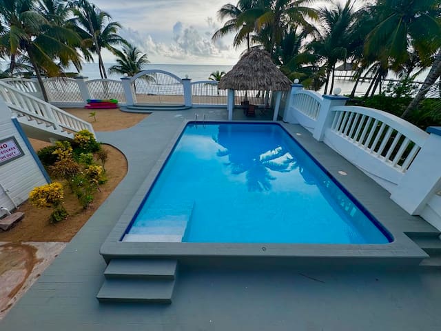 The Coastal Lion gallery image 4