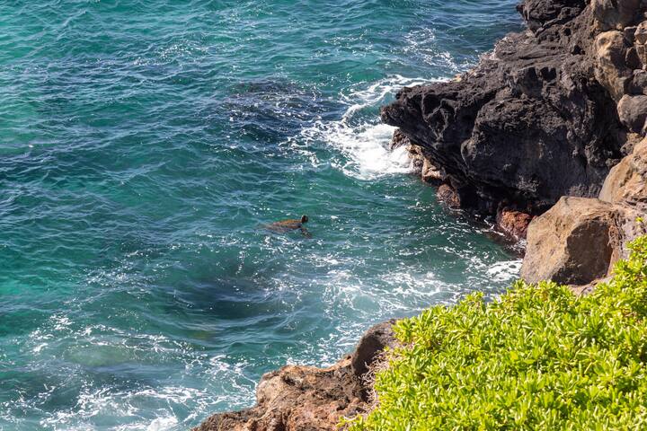 koolkondo 3203 Makahuena Ocean Front gallery image 4