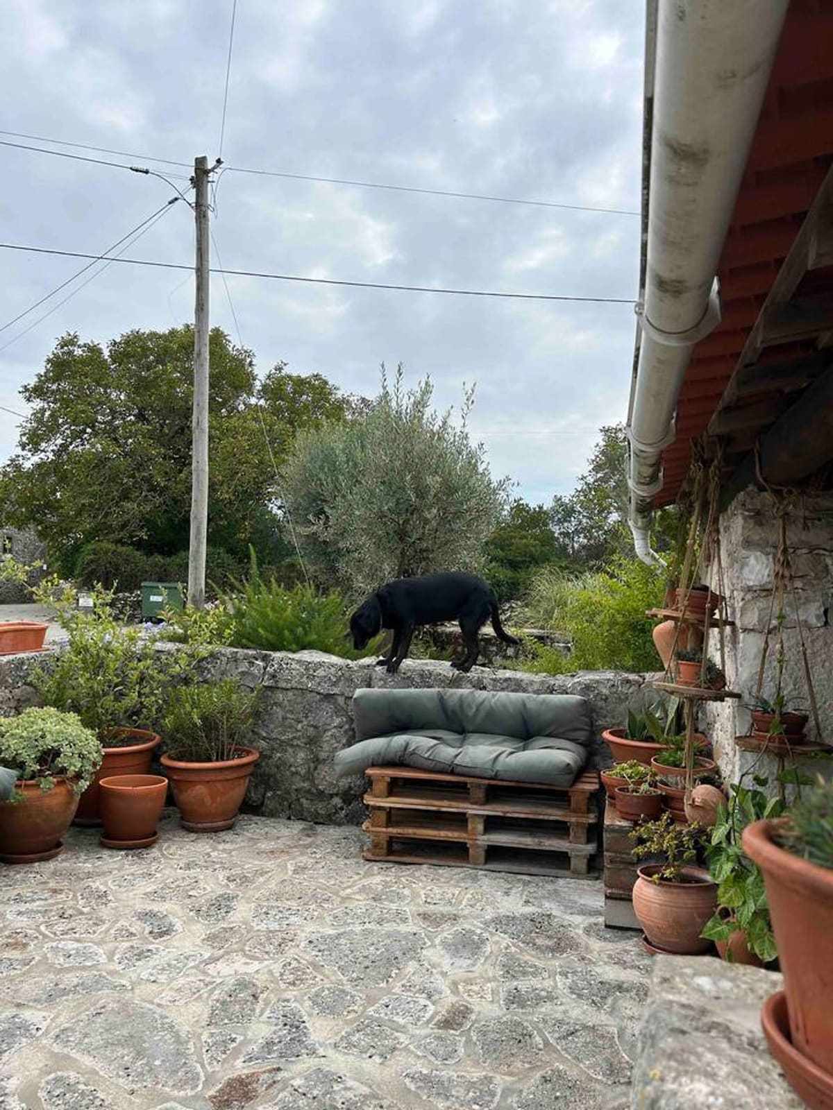 An outdoor area is showcased with a stone wall surrounded by various potted plants. A black dog is seen atop the wall, while a green cushion arrangement rests nearby. The scene is accented by a cloudy sky and greenery in the background.