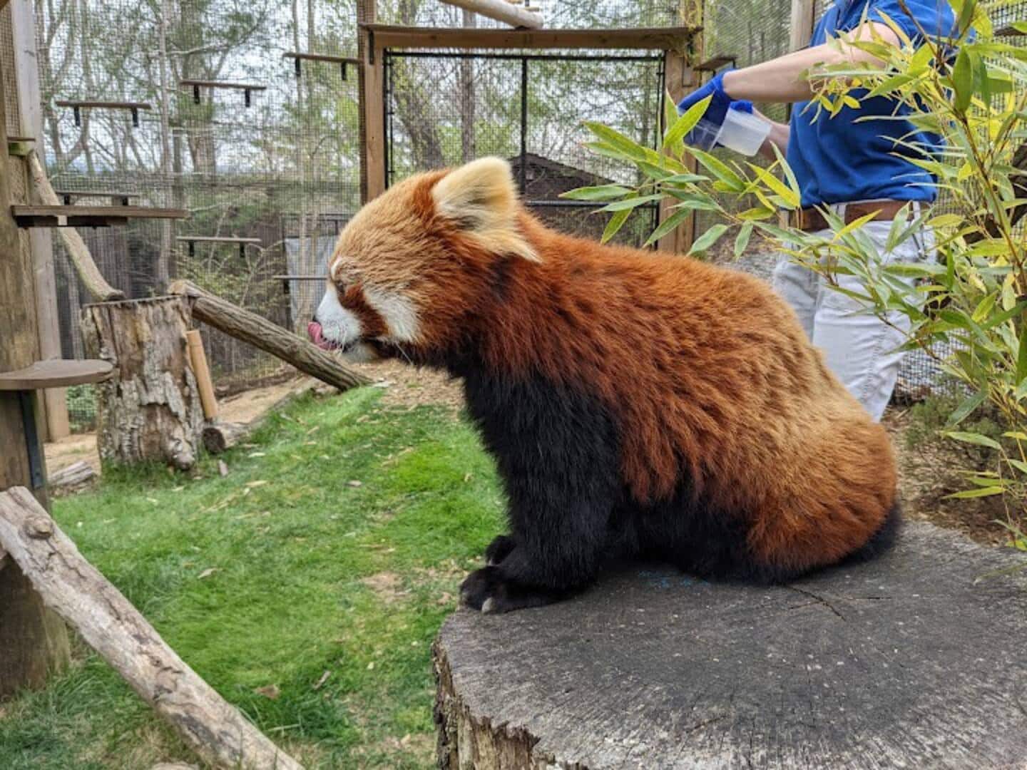 Take the kids to see a red panda up close