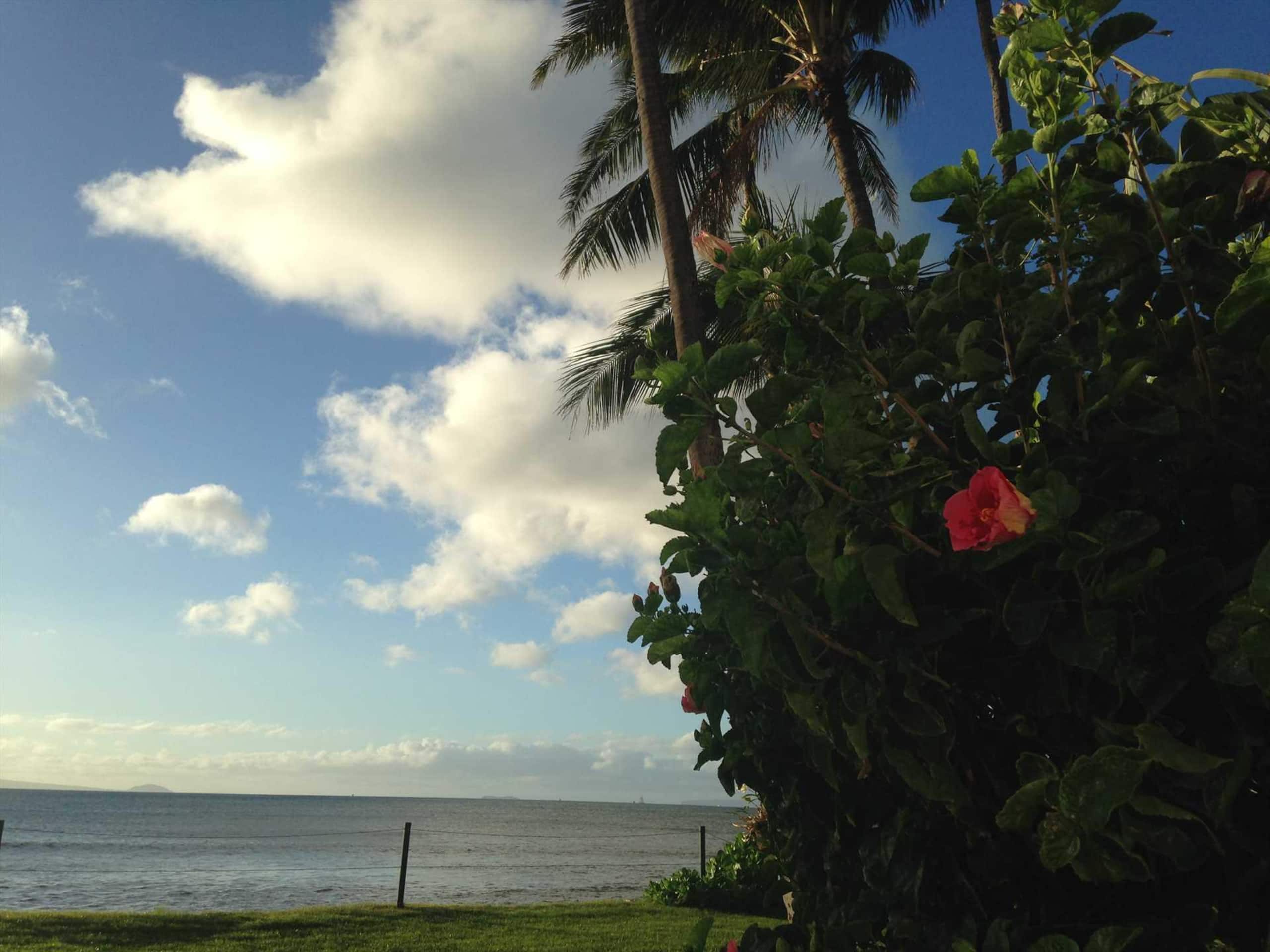 Condo in Wailuku · ★4.71 · 2 bedrooms · 3 beds · 2 baths - Image 39