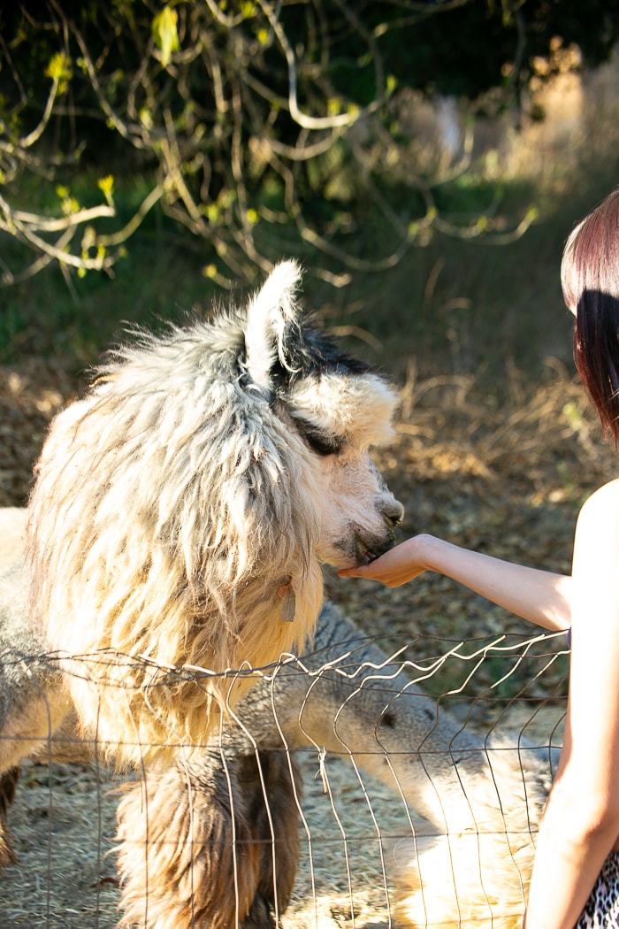 A fluffy llama is seen approaching the hand of a person outside a fenced area. The animal's curly coat reflects the sunlight, highlighting its distinctive features. The background is filled with natural vegetation, contributing to the serene farmhouse atmosphere.