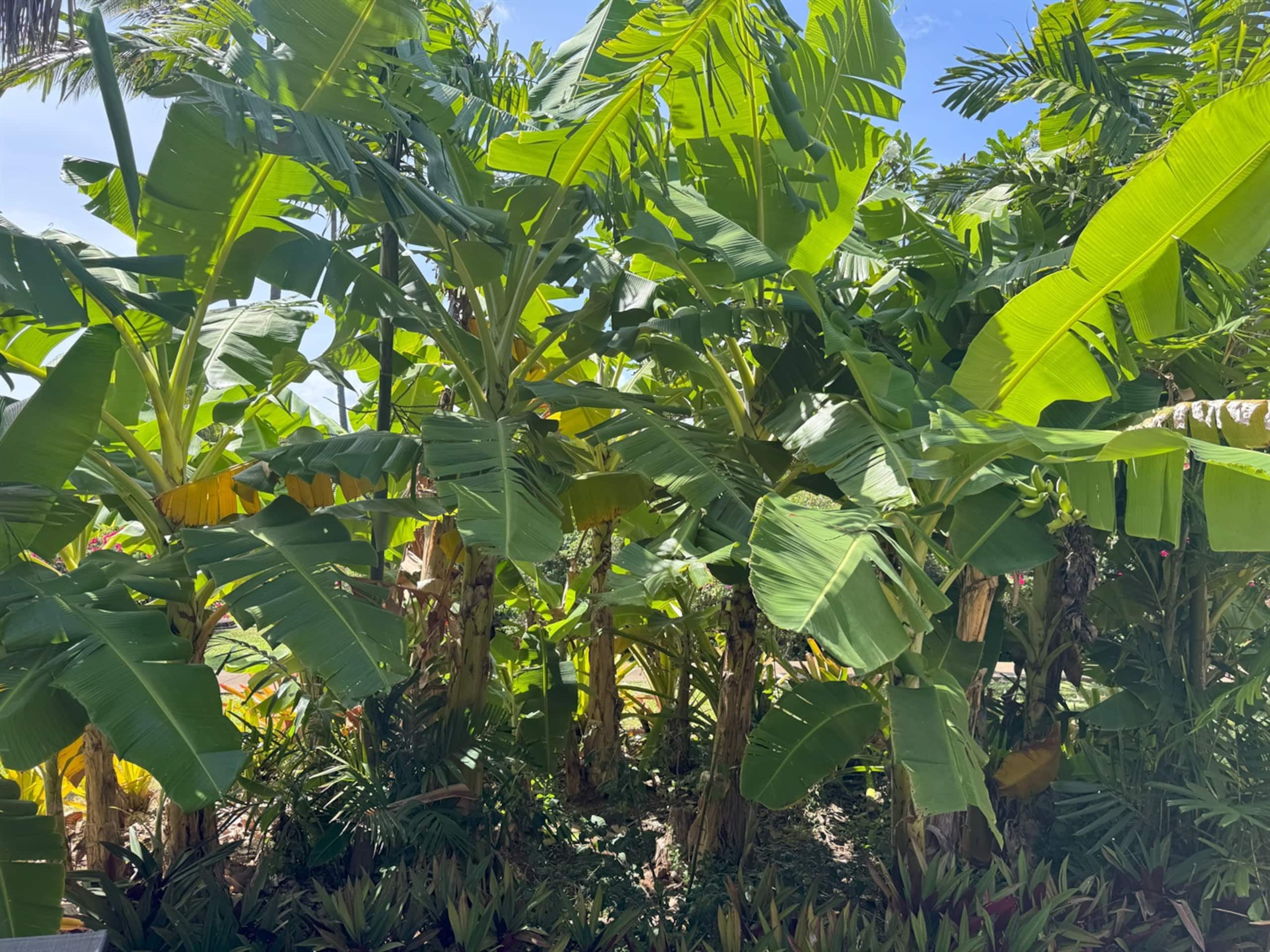 Home in Koloa · ★5.0 · 4 bedrooms · 6 beds · 3.5 private baths - Image 34