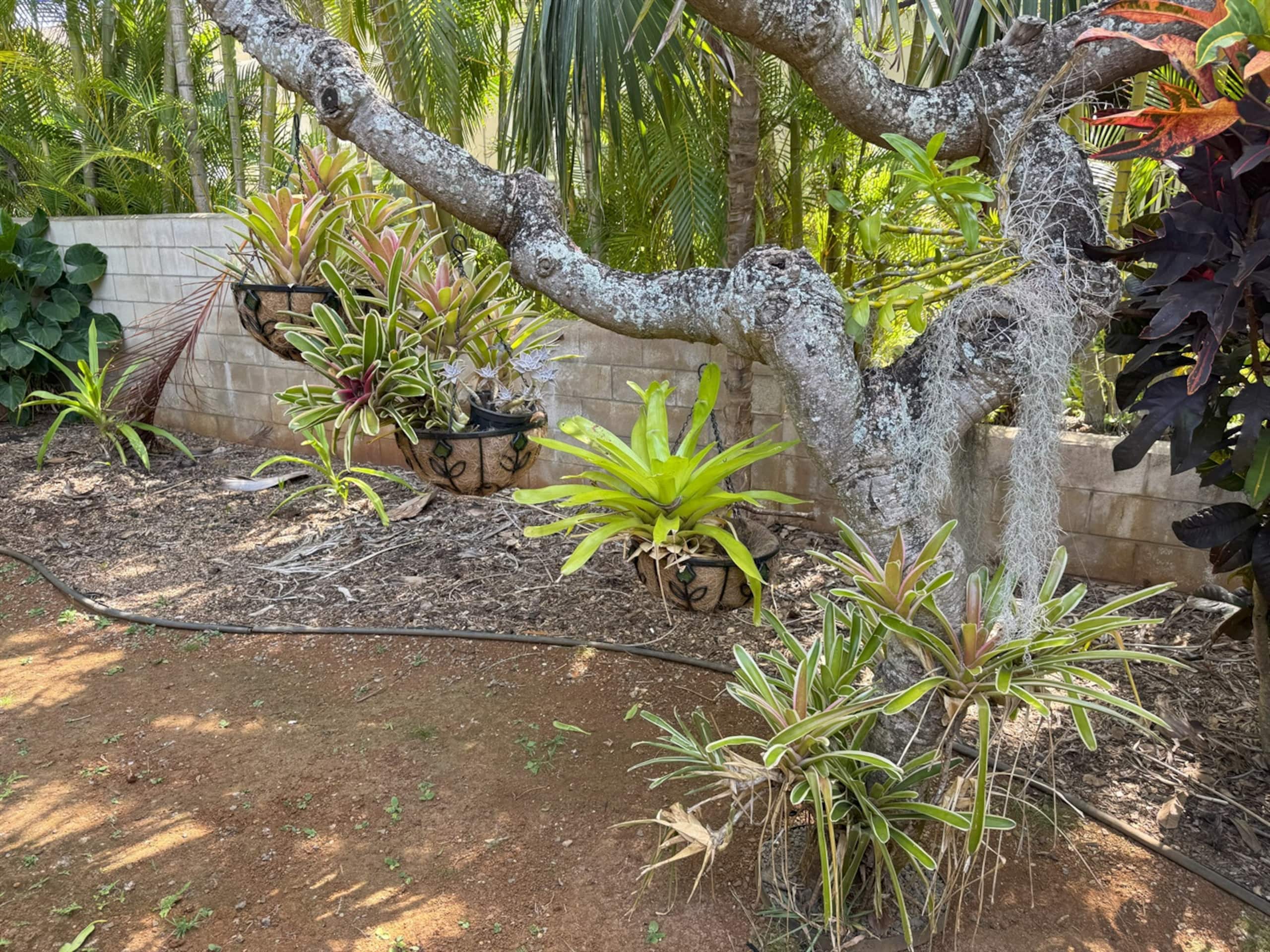 Home in Koloa · ★5.0 · 4 bedrooms · 6 beds · 3.5 private baths - Image 37