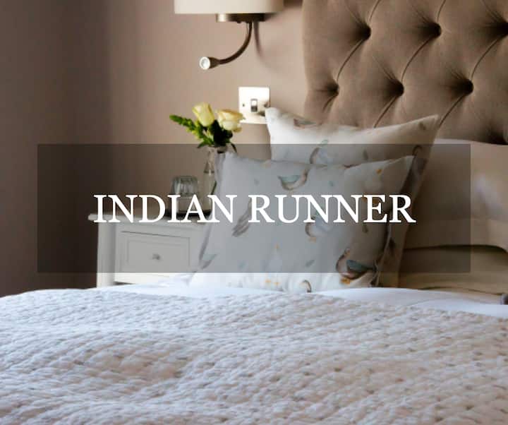 תמונה מס' 1 של הנכס אינדיאן ראנר - הברווז הפאזי, ארמסקוט