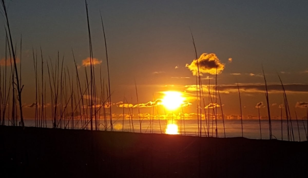 The image captures a sunset over the ocean, with golden light reflecting on the water. Silhouetted grass-like plants frame the foreground, while soft clouds float against a vibrant sky. The tranquil setting invites relaxation and appreciation of nature's beauty.