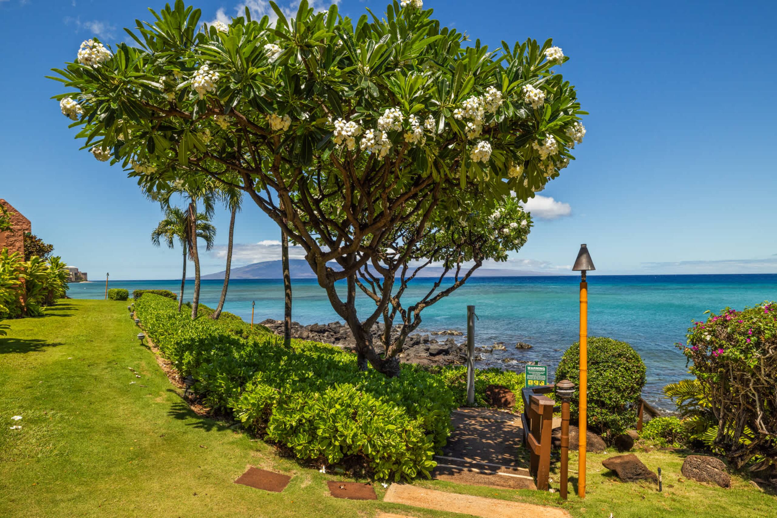 Condo in Lahaina · ★5.0 · 1 bedroom · 2 beds · 1 shared bath - Image 42